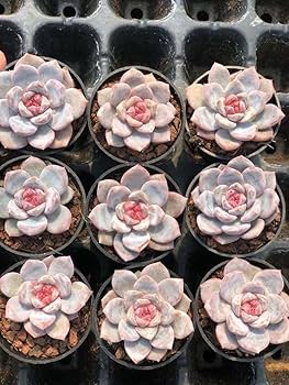 Amazon.co.jp: 種 多肉植物 エケベリア ジャムオレンジモンロー